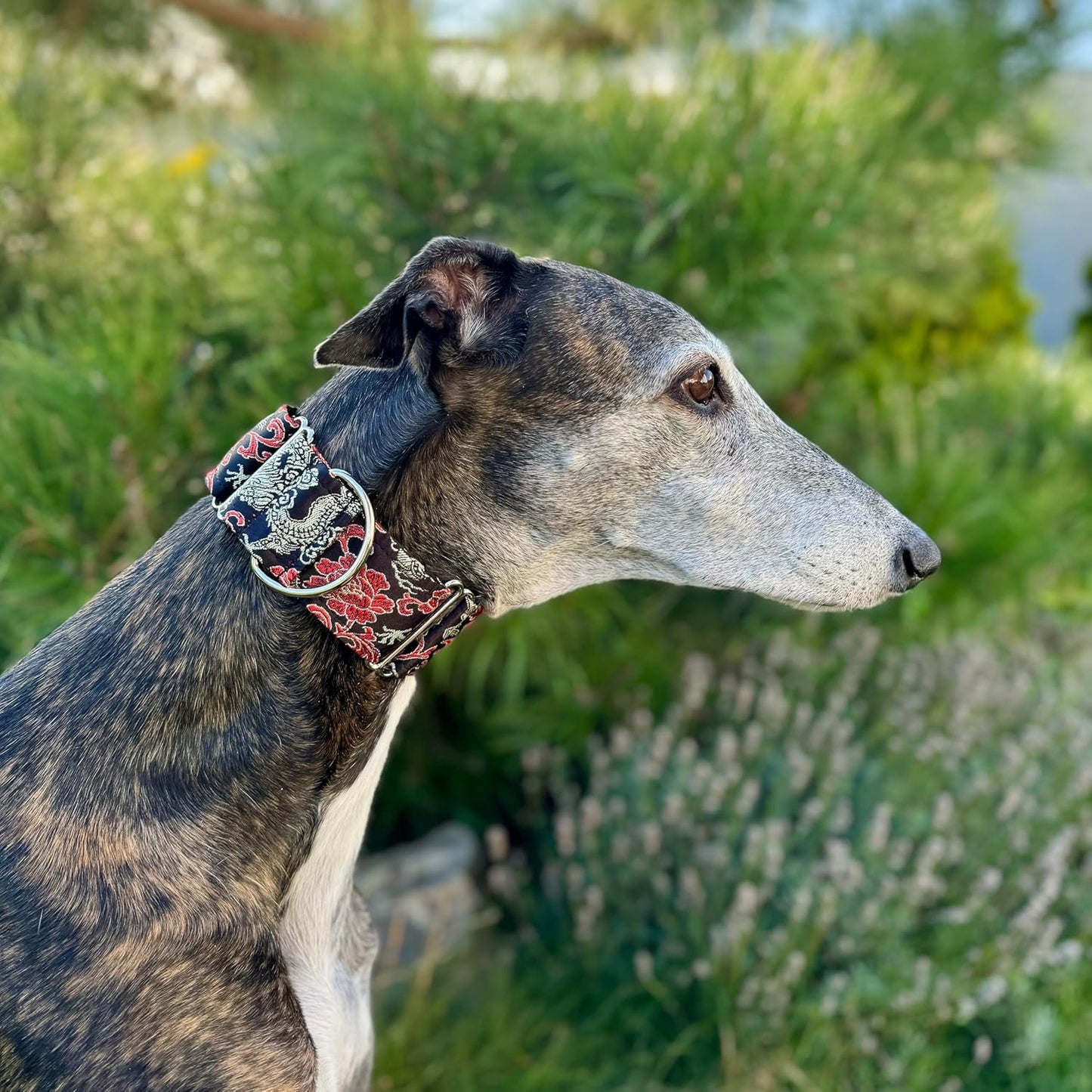 Extra Soft Martingale Dog Collar for Greyhound Saluki Whippet and Other Breeds with Similar Neck 2" Wide (L 14"-18")