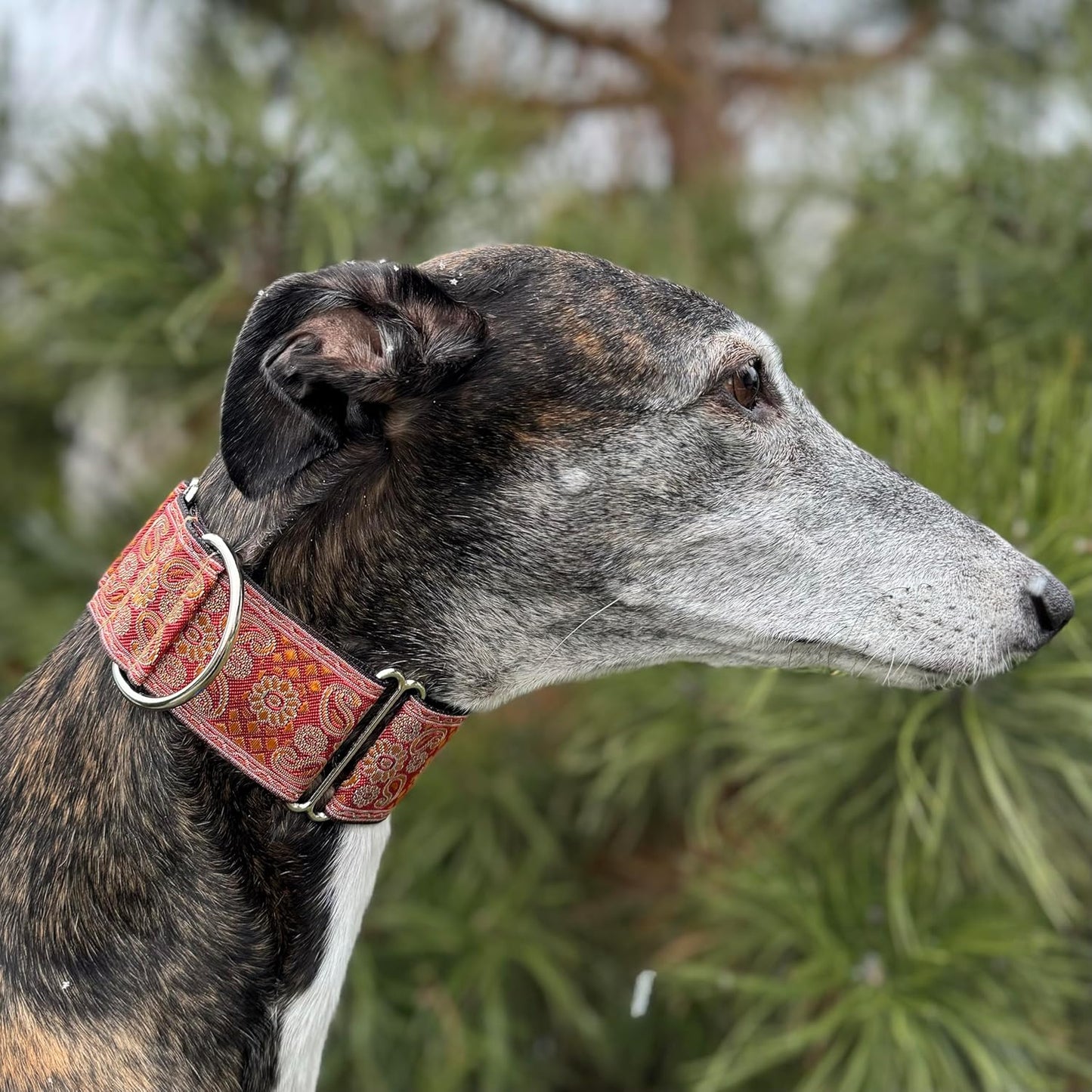 Martingale Dog Collar for Greyhound Saluki Whippet and Other Breeds with Similar Neck 2 Inches Wide (M 11 Inches -14 Inches )