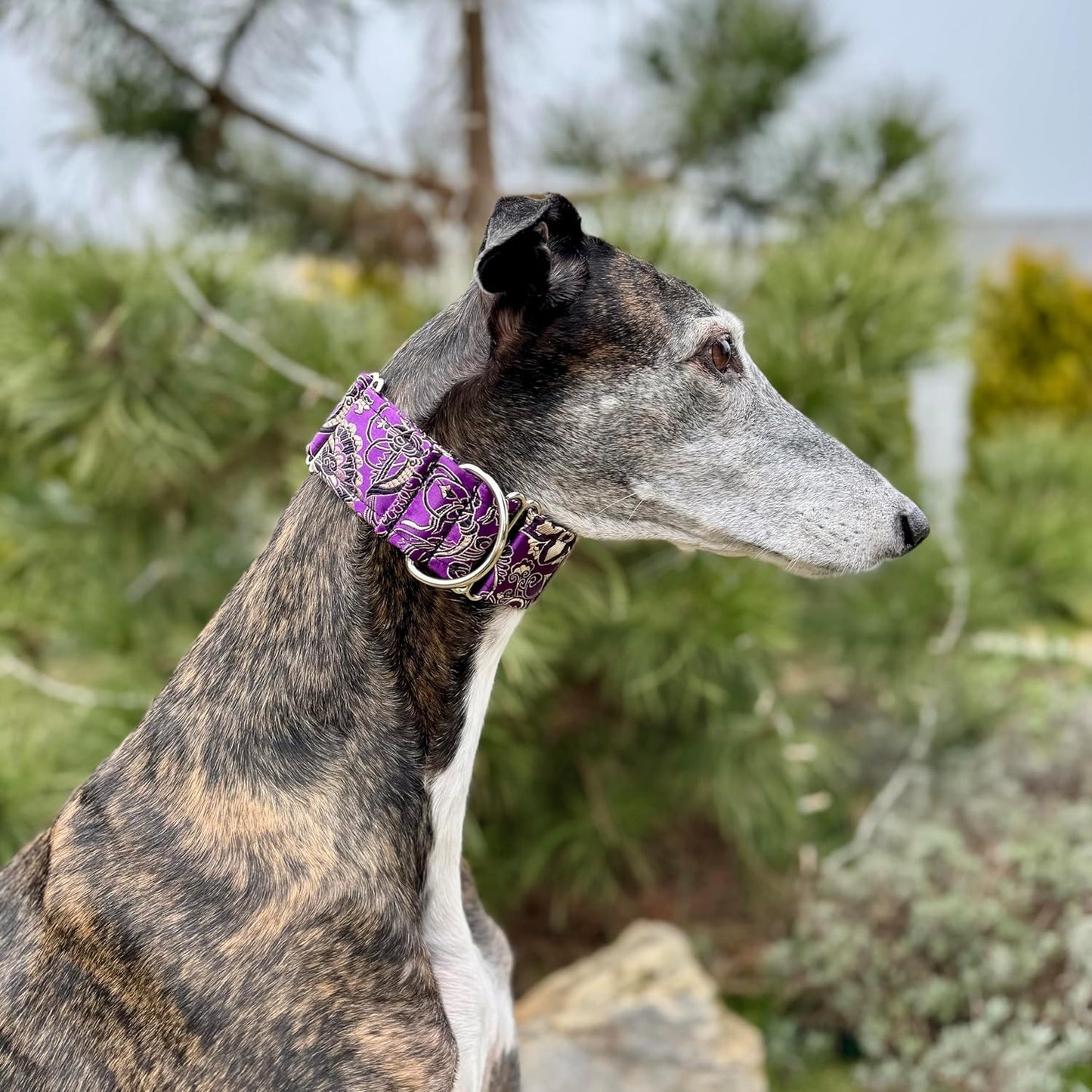 Sgang Extra Soft Martingale Dog Collar for Greyhound Saluki Whippet and Other Breeds with Similar Neck 2"" Wide (Purple M 11""-14""), Pink