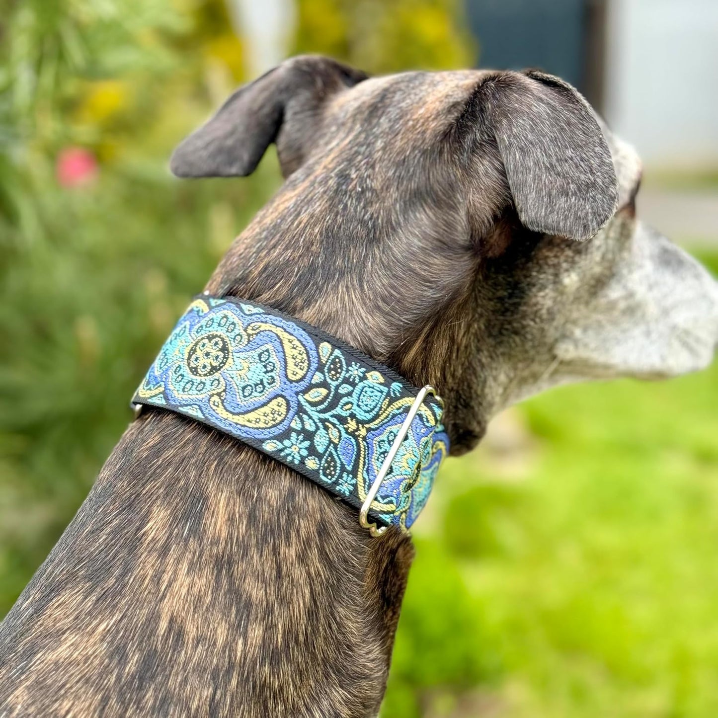 Sgang Martingale Collar and Paracord Leash Set Greyhound Saluki Whippet Galgo Dog Collar 2" Wide (14"-18" and Leash Set)