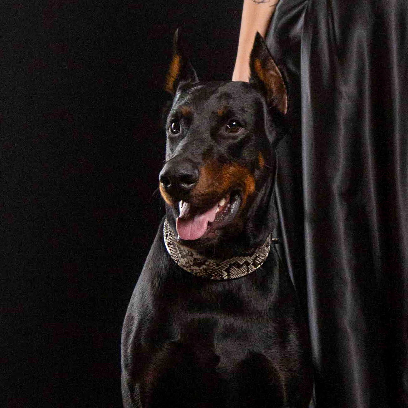 The ''Rock Python'' Collar