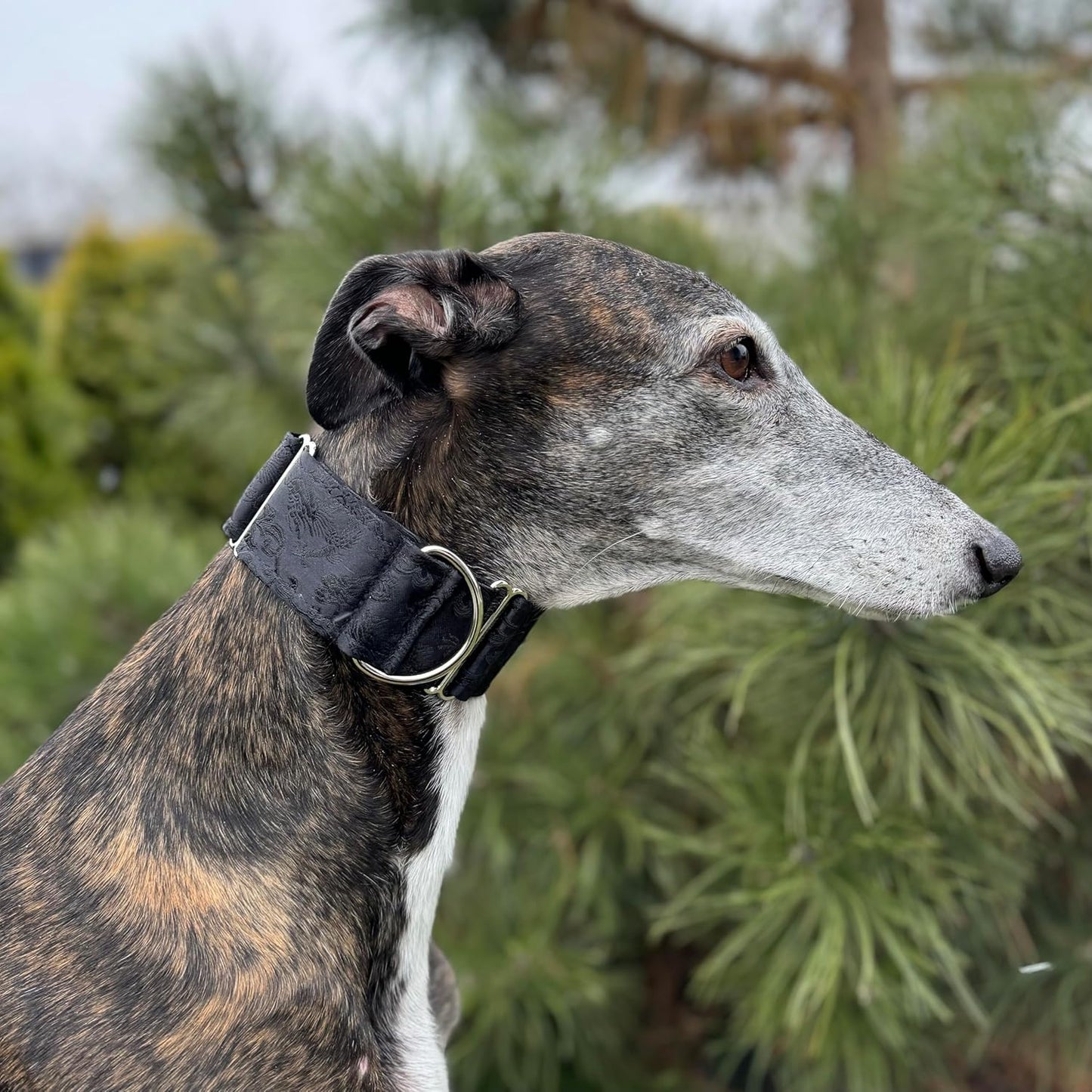 Extra Soft Martingale Dog Collar for Greyhound Saluki Whippet and Other Breeds with Similar Neck 2Ft Wide (Black, L 14Ft -18Ft )