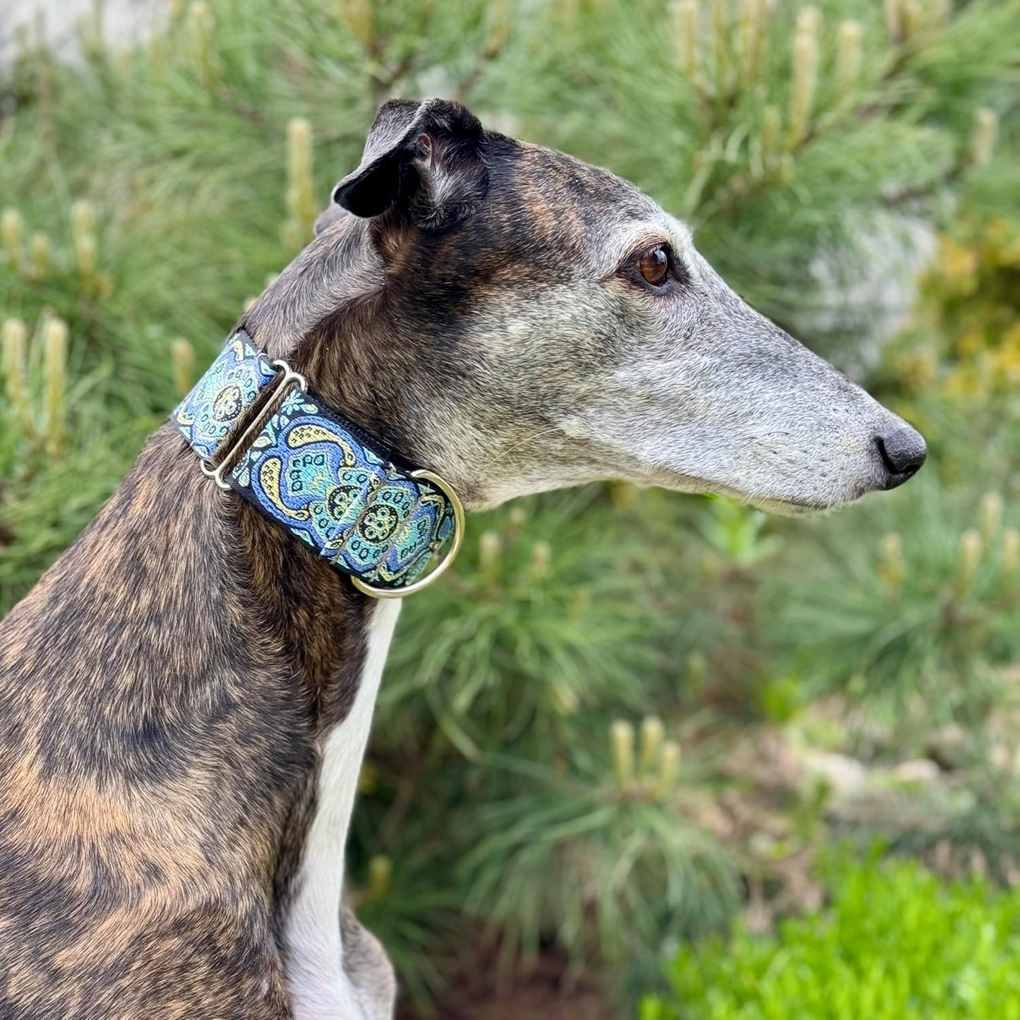 Sgang Martingale Collar and Paracord Leash Set Greyhound Saluki Whippet Galgo Dog Collar 2" Wide (14"-18" and Leash Set)
