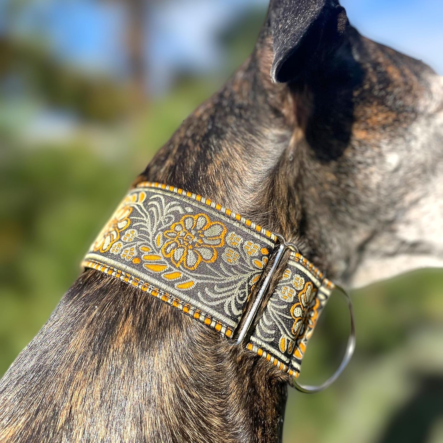 Martingale Dog Collar for Greyhound Saluki Whippet and Other Breeds with Similar Neck 2" Wide (M 11"-14")