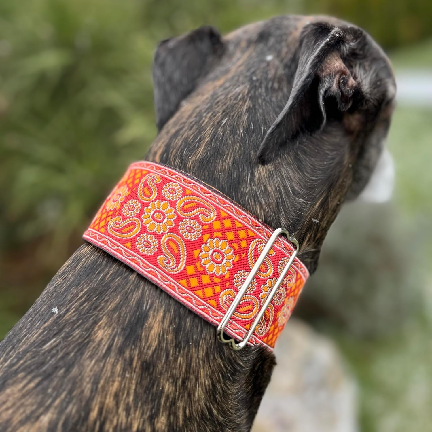 Martingale Dog Collar for Greyhound Saluki Whippet and Other Breeds with Similar Neck 2 Inches Wide (M 11 Inches -14 Inches )