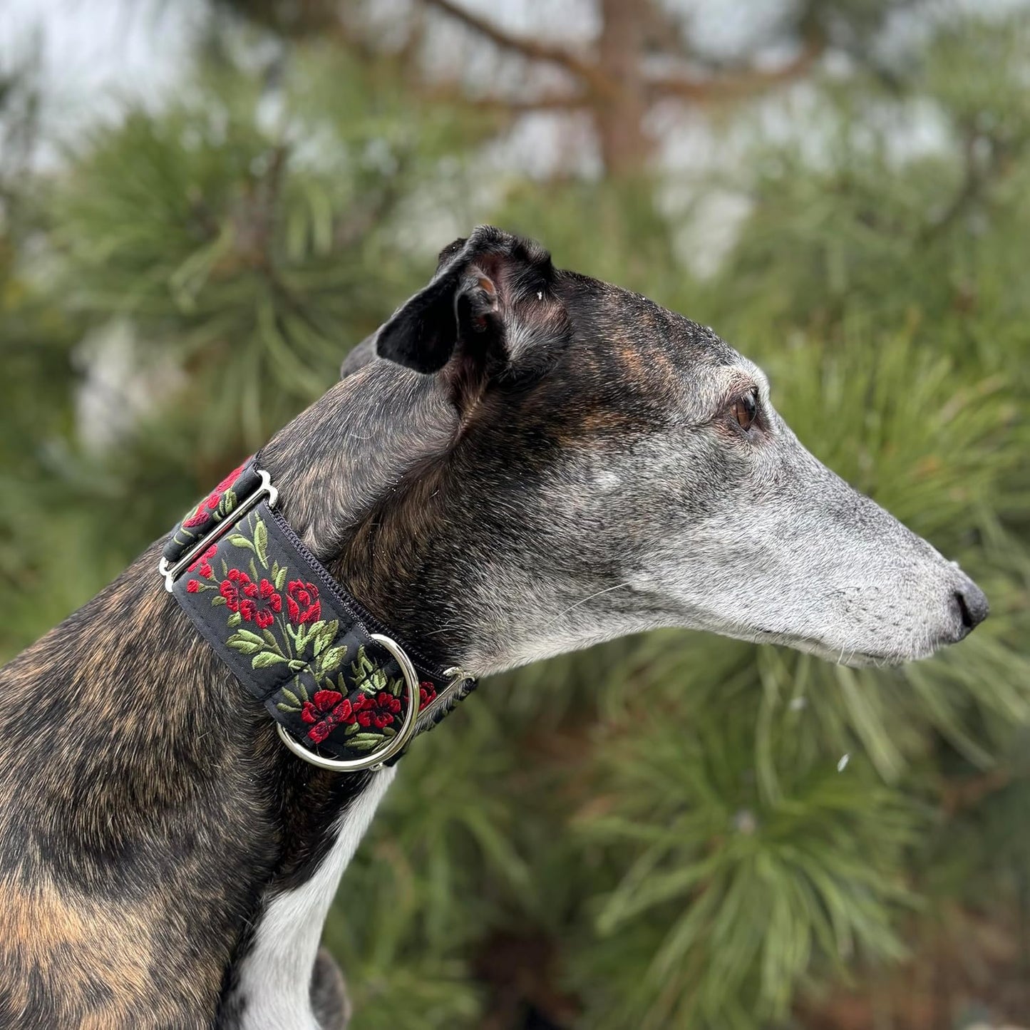 Martingale Dog Collar and Leash Set for Greyhound Saluki Whippet and Other Breeds with Similar Neck 2" Wide (L 14”-18” and Leash Set)