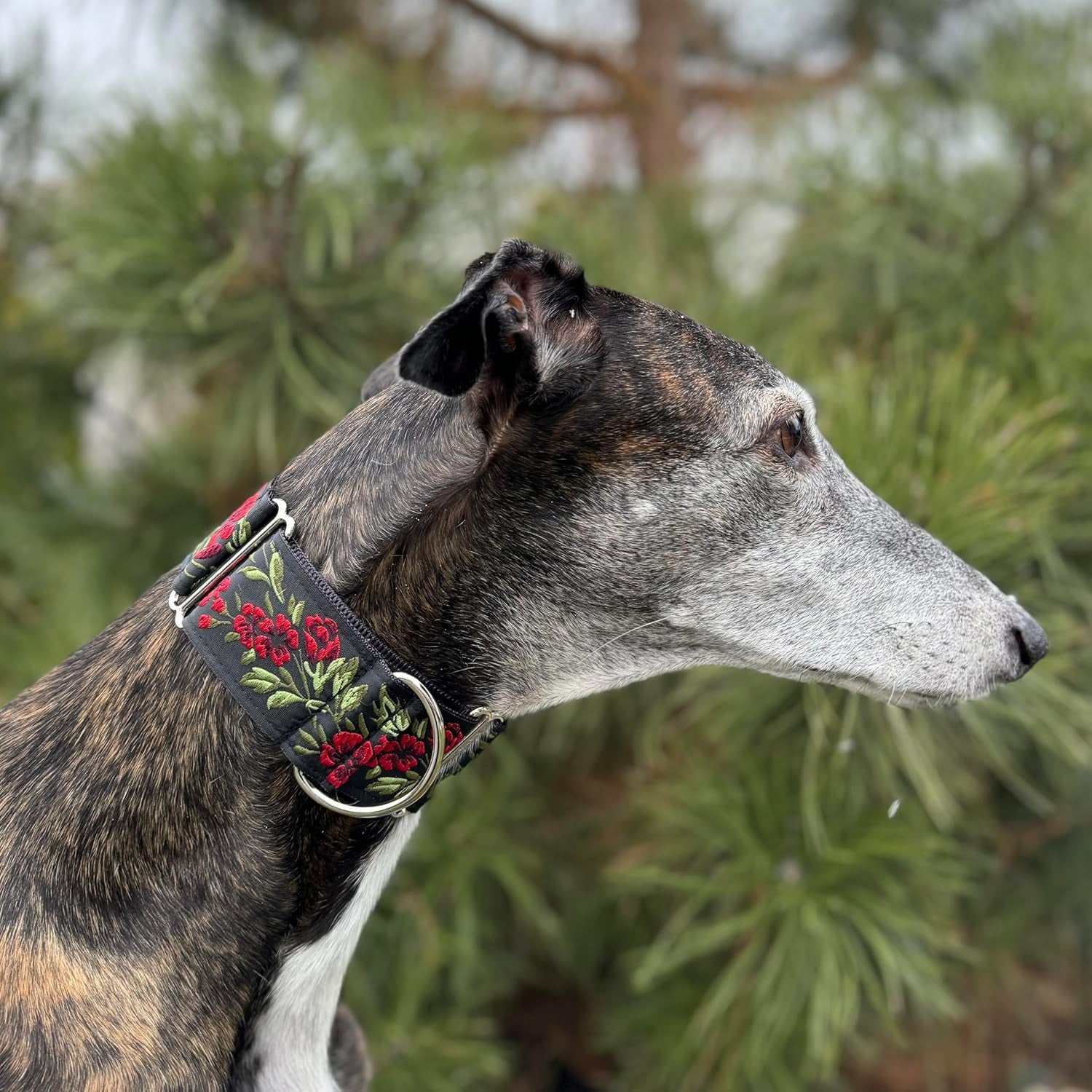 Martingale Dog Collar and Leash Set for Greyhound Saluki Whippet and Other Breeds with Similar Neck 2" Wide (L 14”-18” and Leash Set)