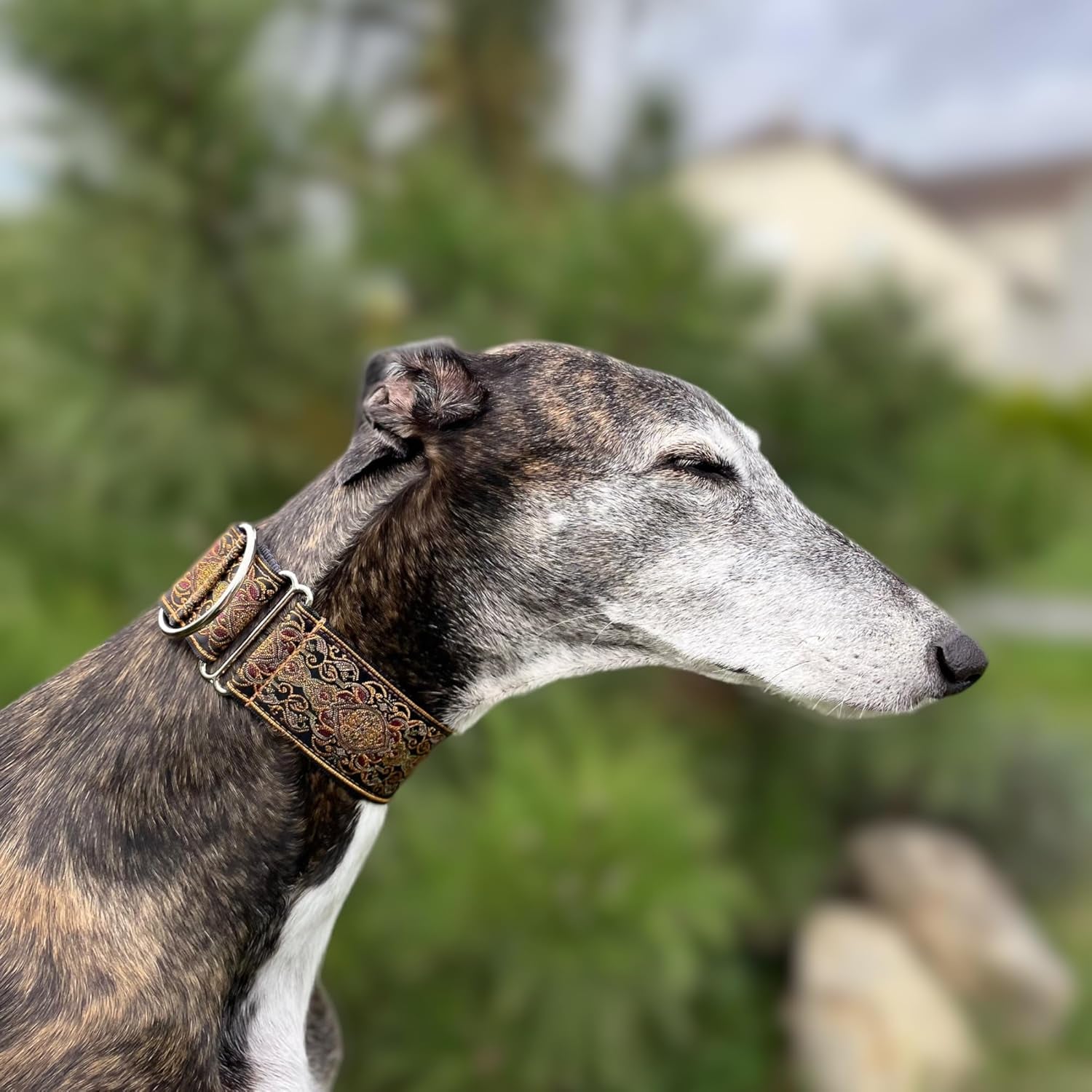 Martingale Dog Collar for Greyhound Saluki Whippet and Other Breeds with Similar Neck 2" Wide (14"-18")