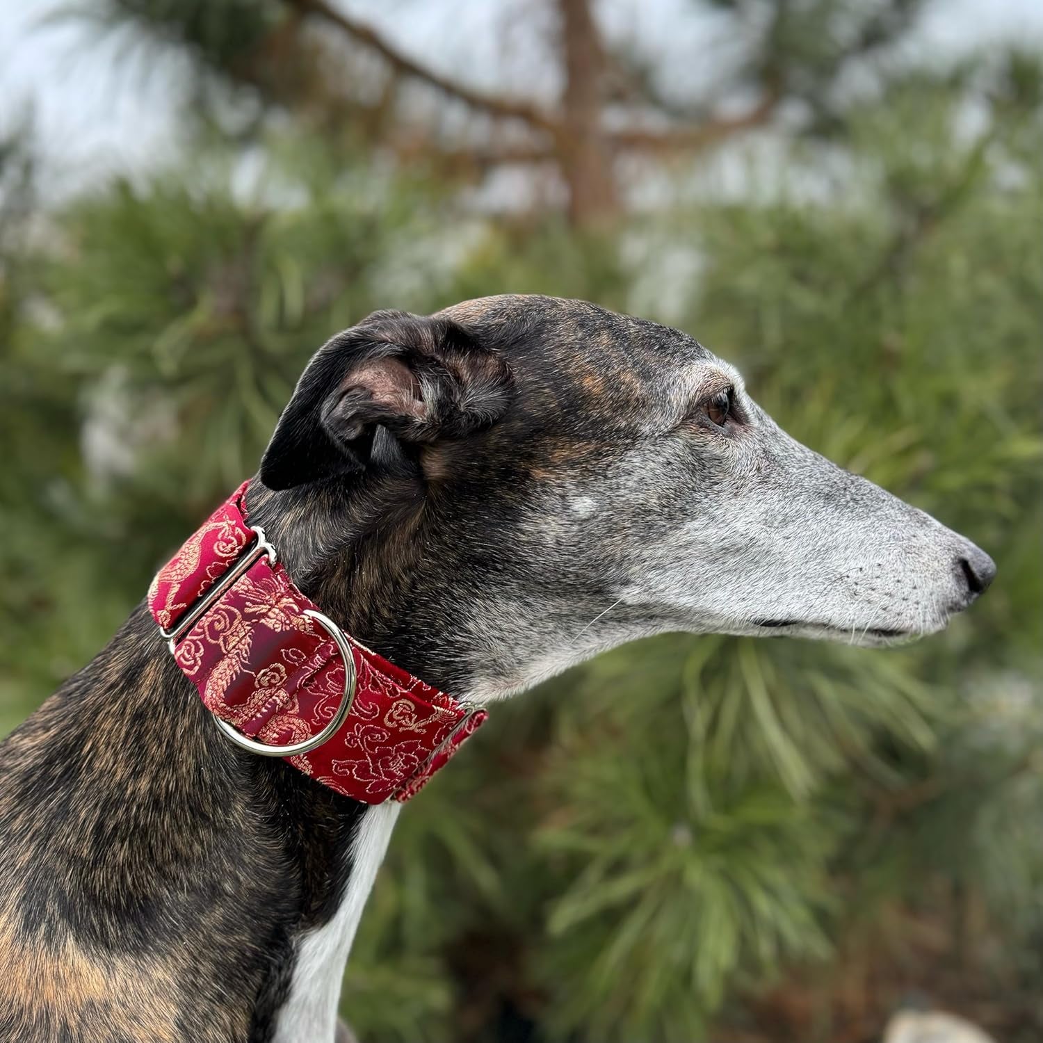 Extra Soft Martingale Dog Collar for Greyhound Saluki Whippet and Other Breeds with Similar Neck 2" Wide (M 11"-14")