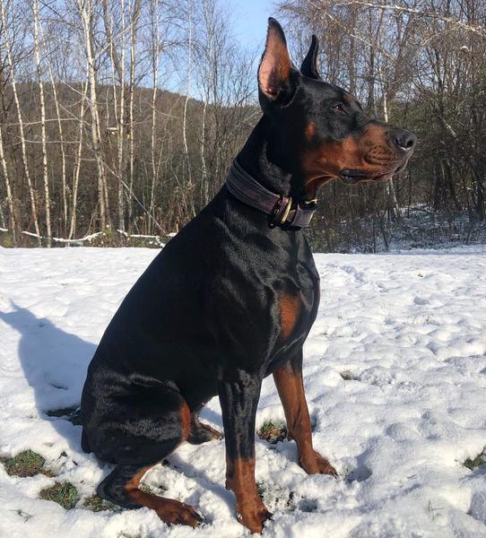 The ''Cobra'' Collar