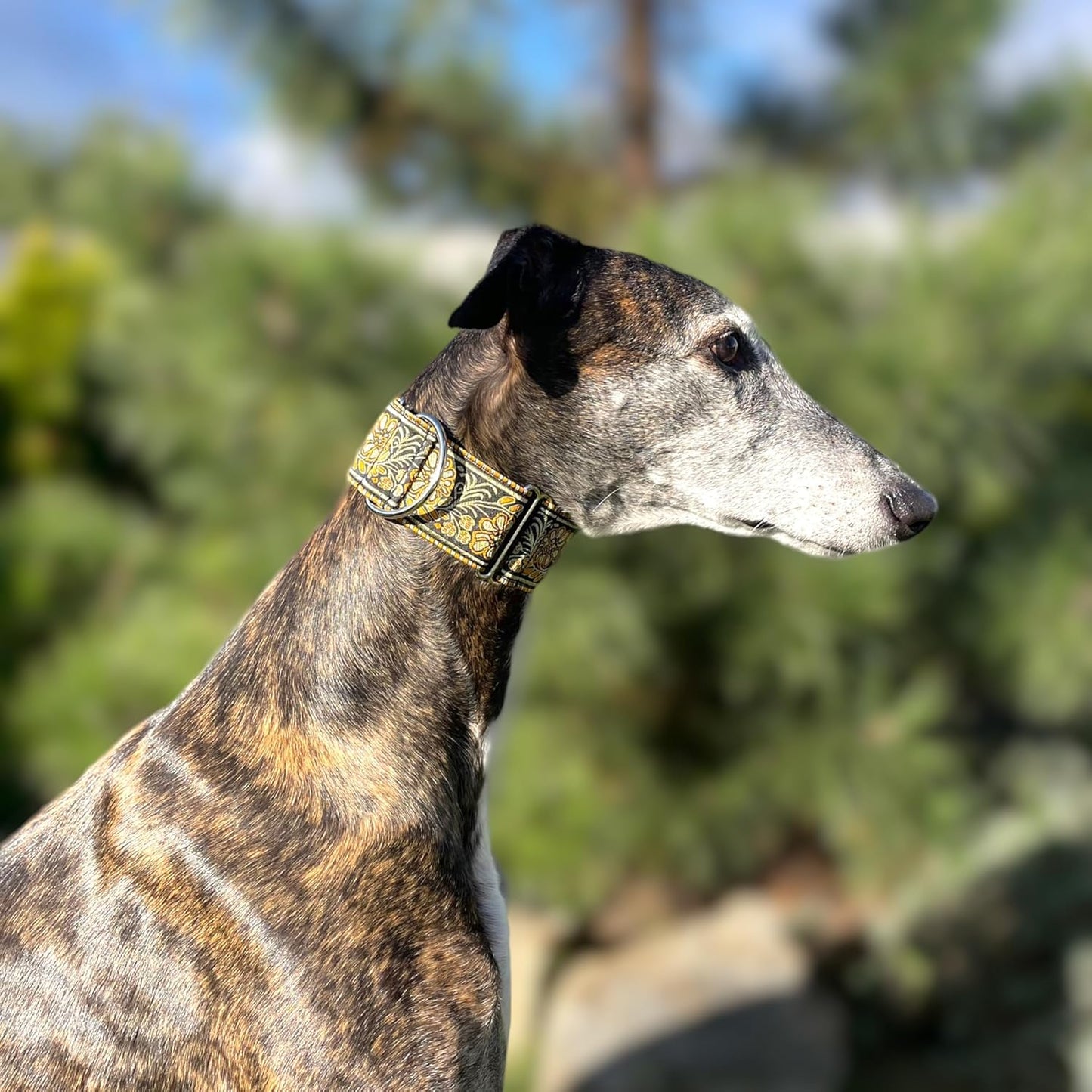 Martingale Dog Collar for Greyhound Saluki Whippet and Other Breeds with Similar Neck 2" Wide (M 11"-14")