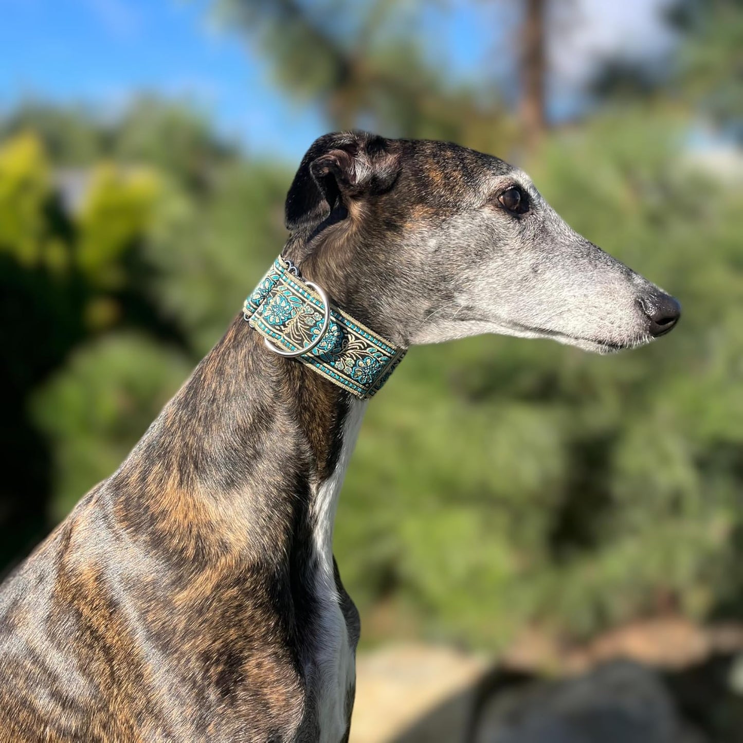Martingale Dog Collar for Greyhound Saluki Whippet and Other Breeds with Similar Neck 2" Wide (L 14"-18")