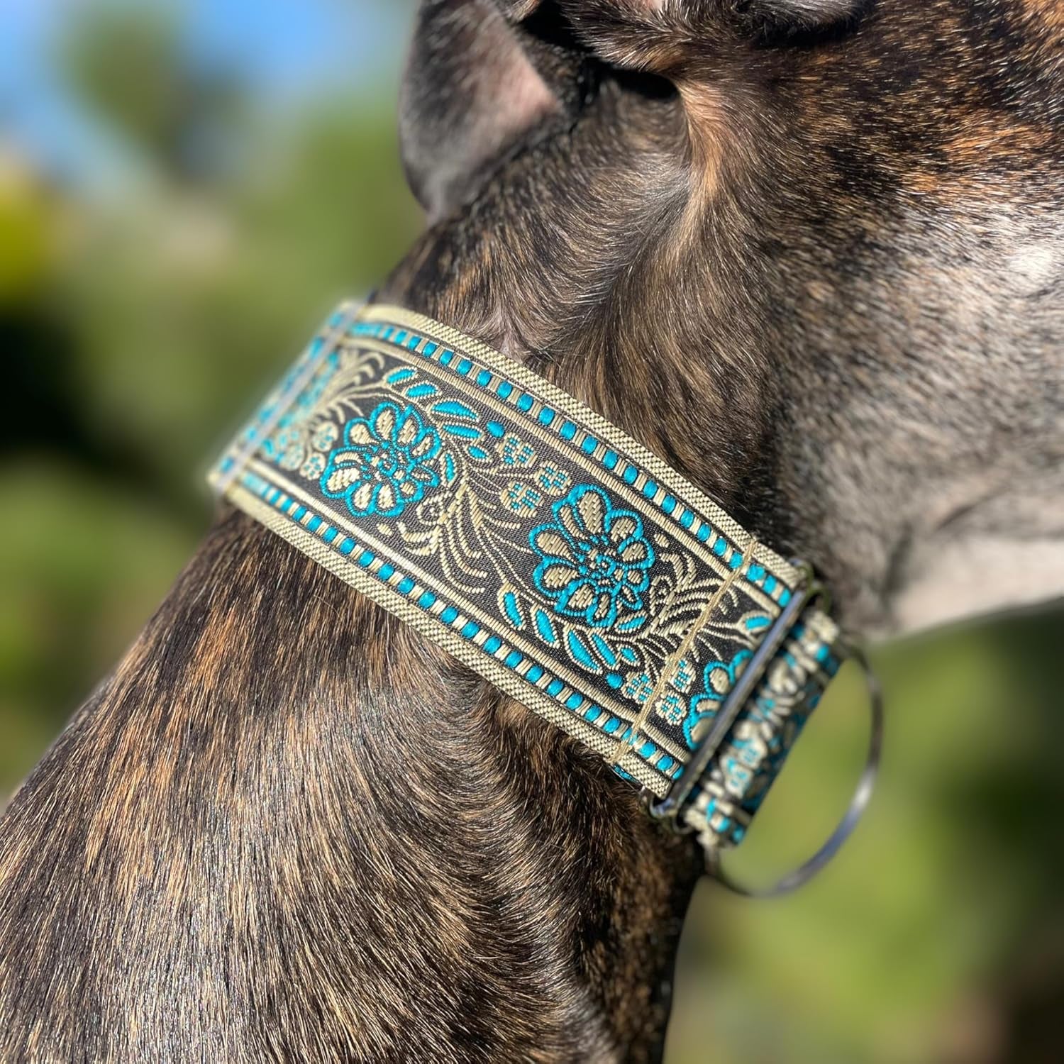Martingale Dog Collar for Greyhound Saluki Whippet and Other Breeds with Similar Neck 2" Wide (L 14"-18")