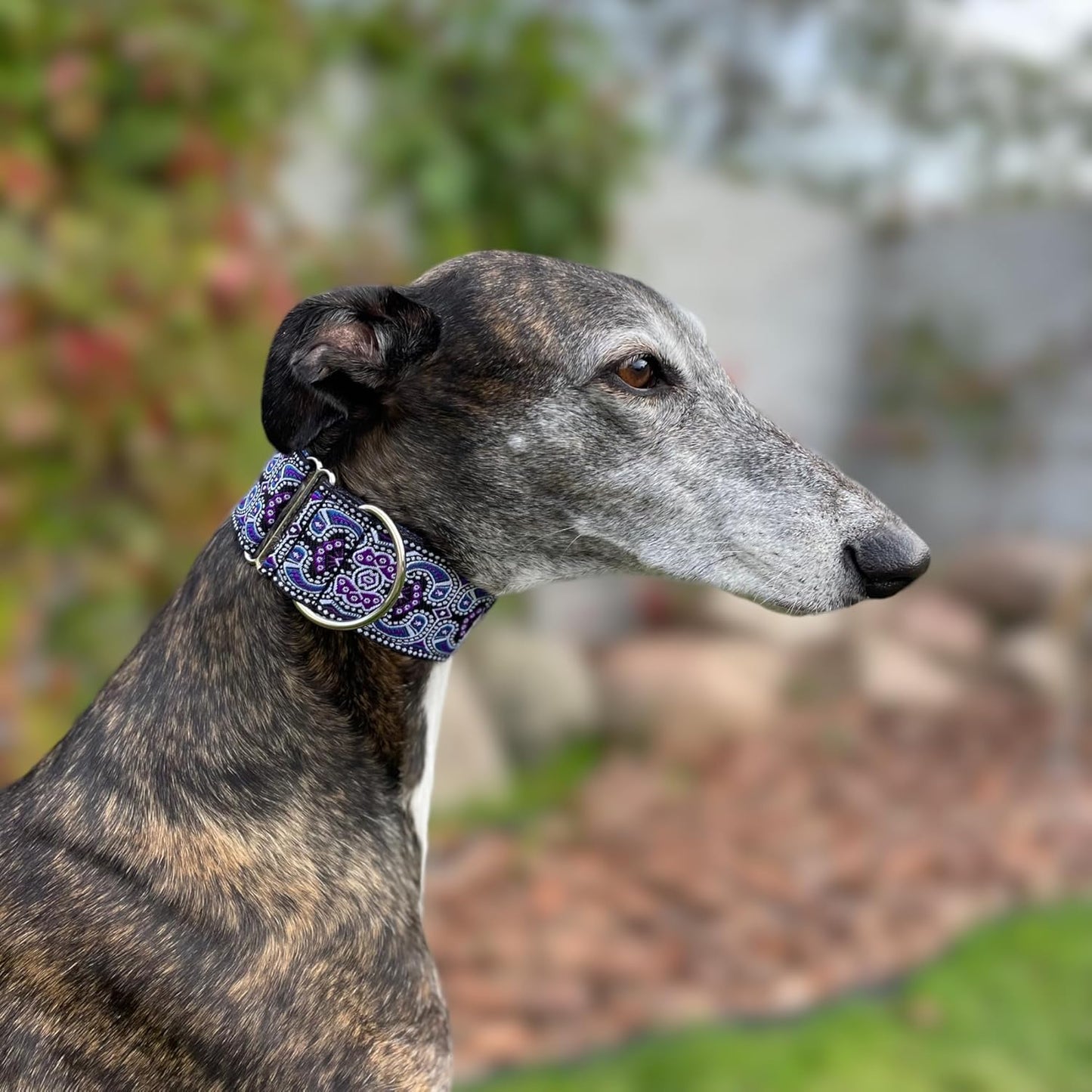 Martingale Dog Collar and Leash Set for Greyhound Saluki Whippet and Other Breeds with Similar Neck 2" Wide (14"-18" and Leash Set)