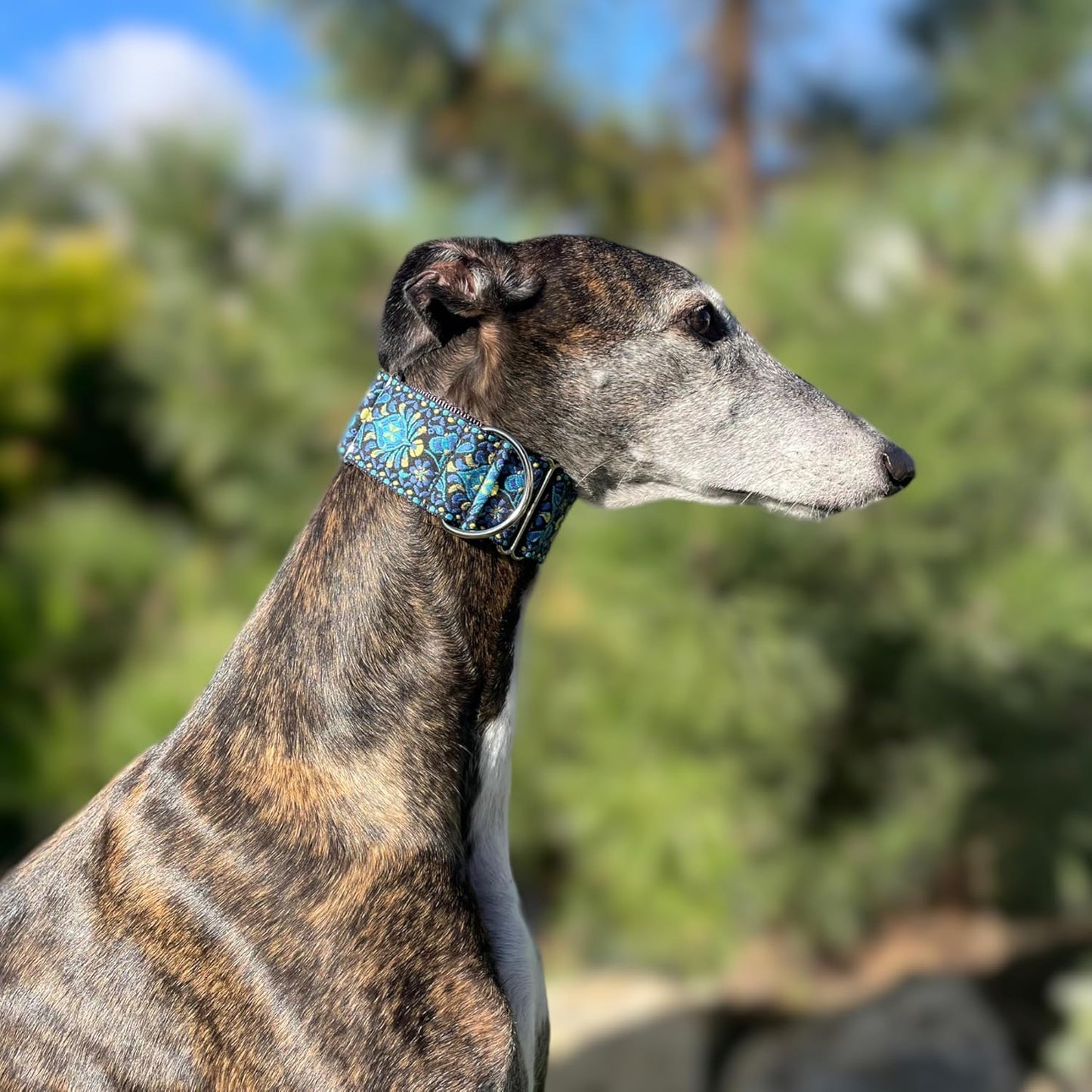 Martingale Dog Collar for Greyhound Saluki Whippet and Other Breeds with Similar Neck 2" Wide (11"-14") Matching Leash Available