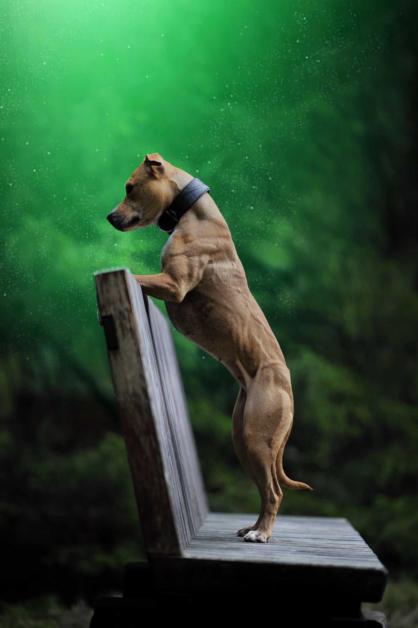 The "Korona" Collar BLACK EDITION